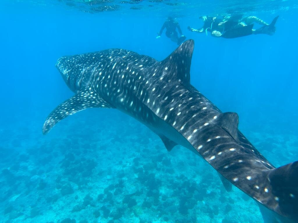 Dhigurah Divers景点图片