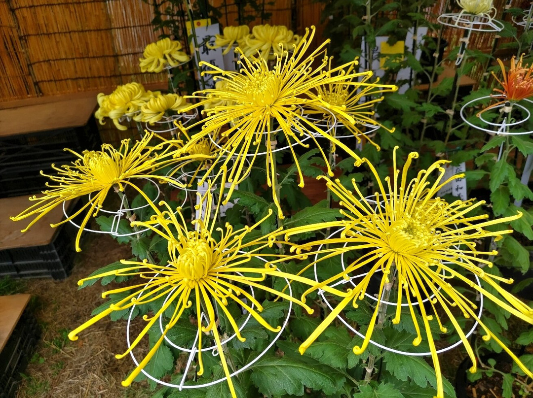 Michi-no-Eki Hanazono-深谷市必去景点