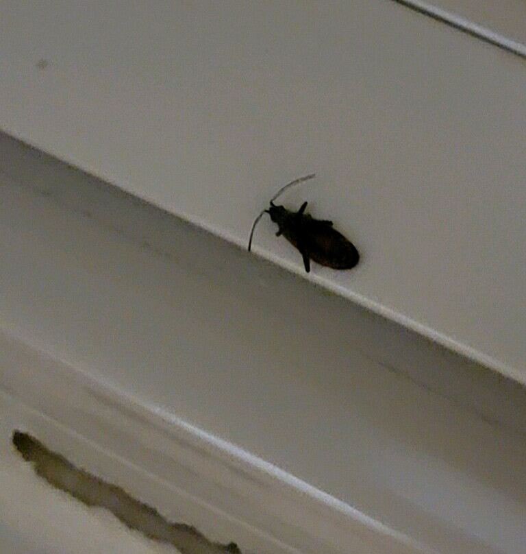 Days Inn & Suites by Wyndham Bloomington/Normal IL主图