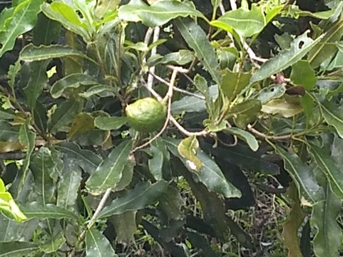 Queijo d'Alagoa MG-Alagoa必去景点