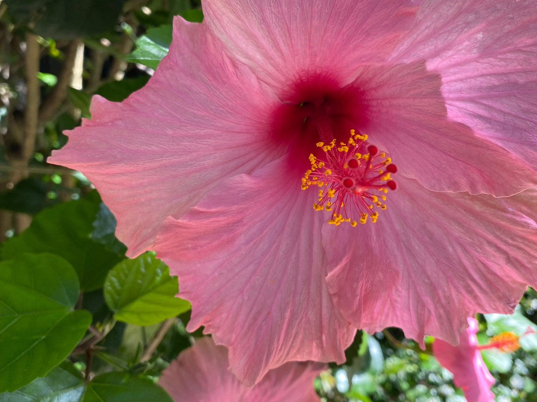 Balconies Dolphincove主图