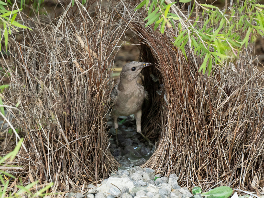 Fine Feather Tours-Mossman必去景点