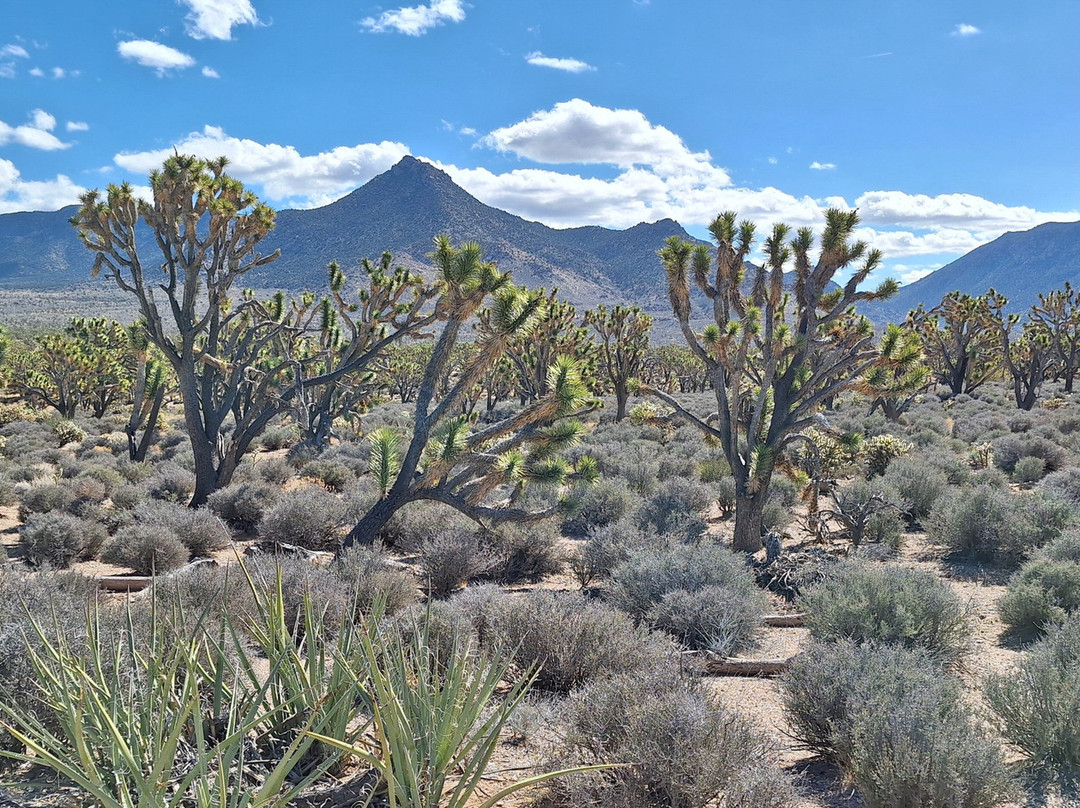 Grapevine Mesa Joshua Trees-Meadview必去景点