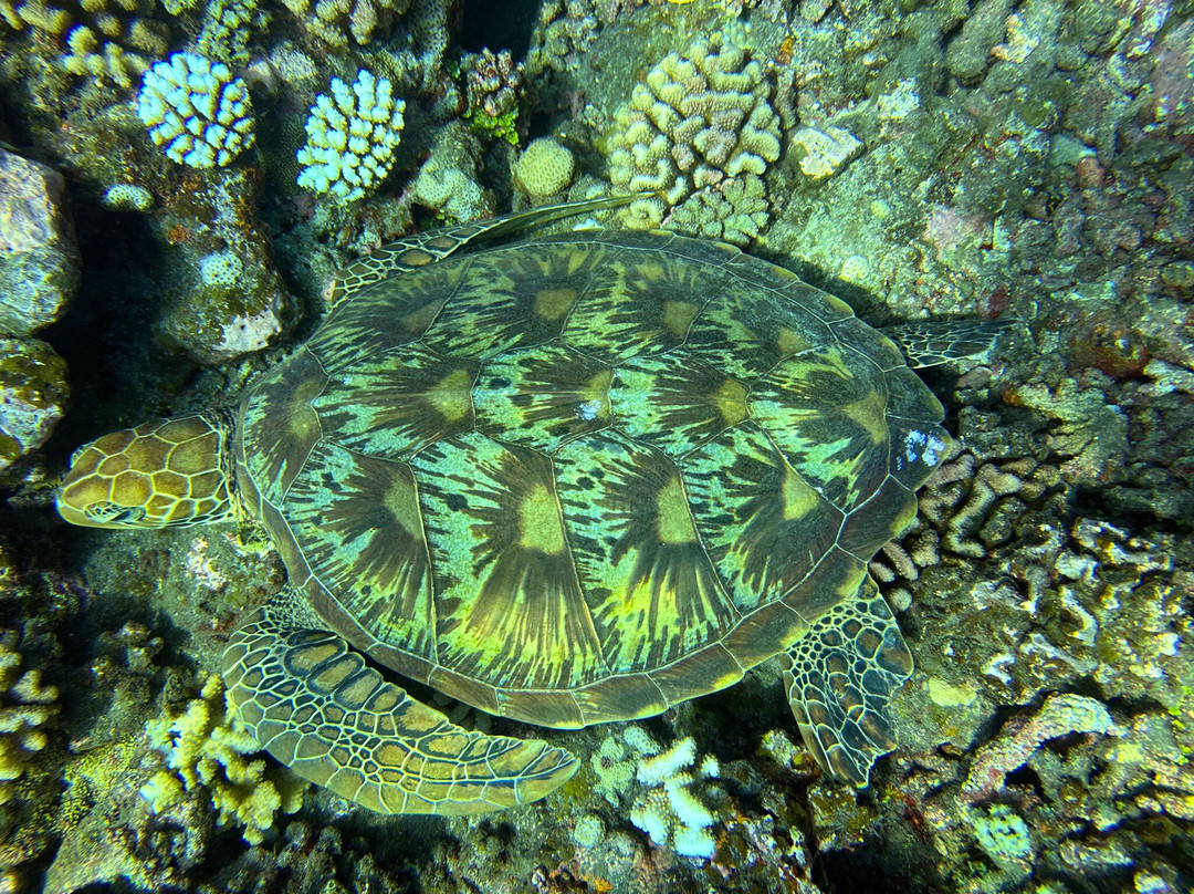 Fluid Tahiti Dive Center景点图片