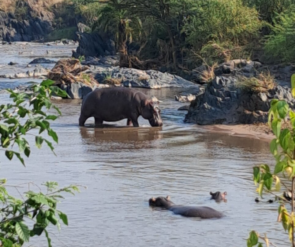 Serengeti and Ngorongoro crater-Ikoma必去景点
