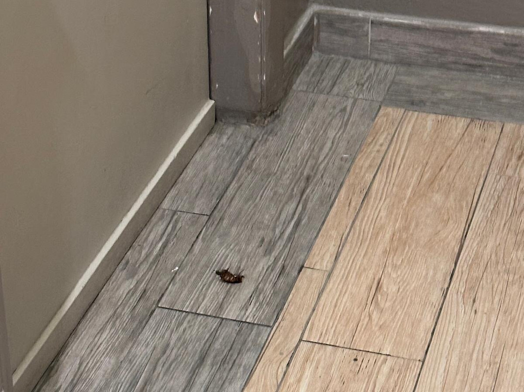 佛罗伦萨客栈主图