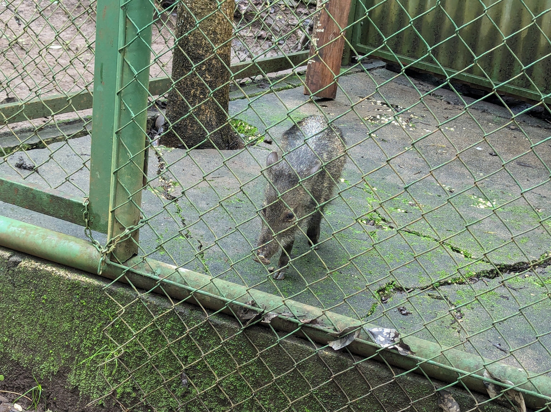 APAMI Wild Life景点图片