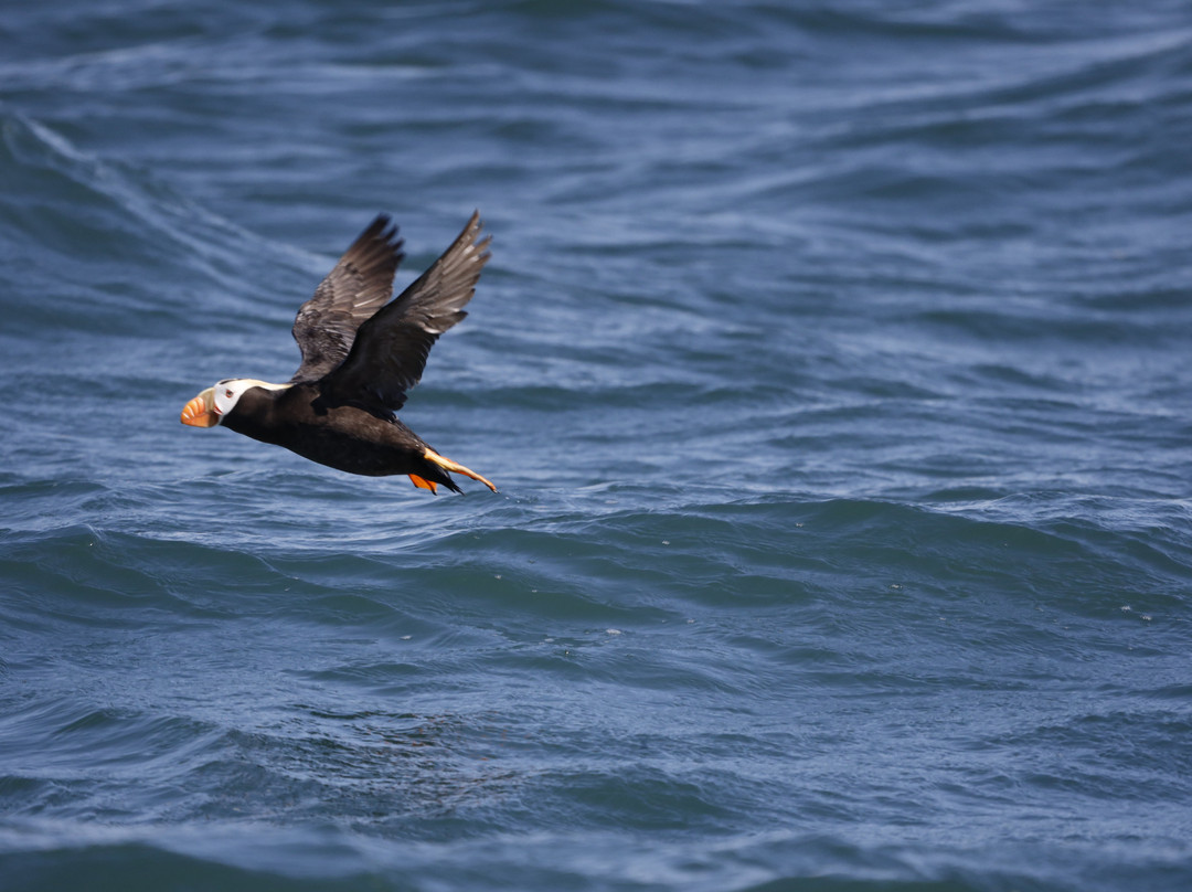 Tutka Tours-荷马必去景点