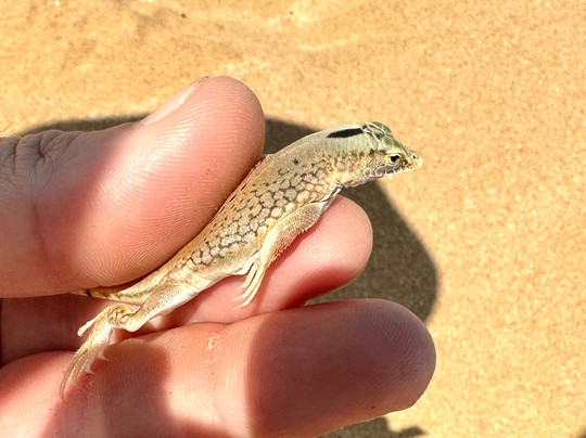 O'kevo Adventures-斯瓦科普蒙德必去景点