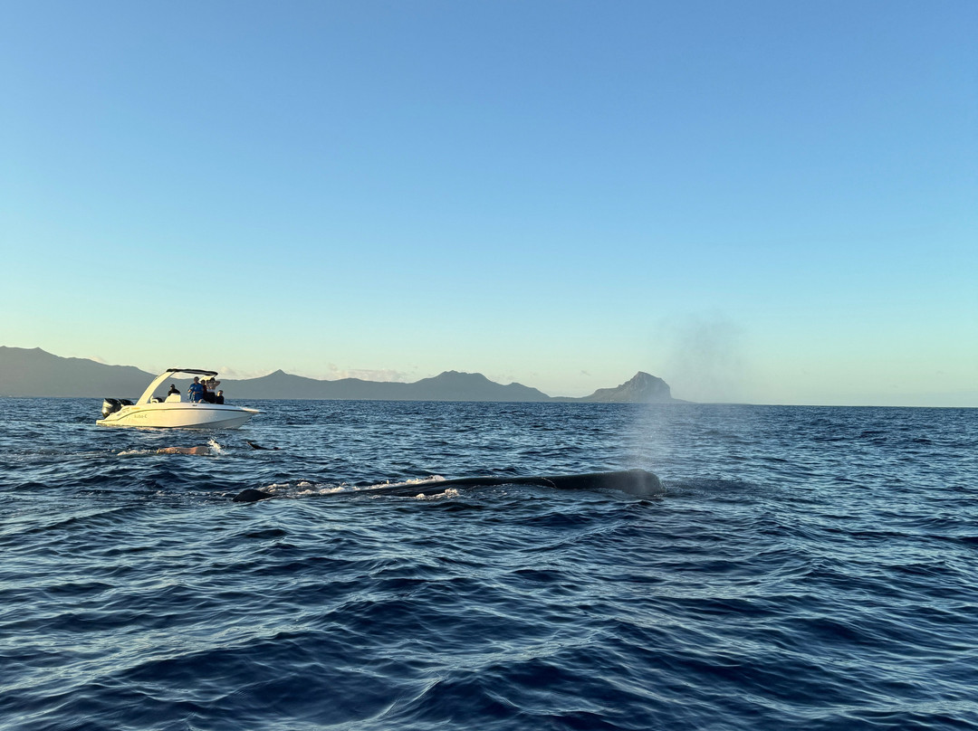 Whale Dream - Swim with Dolphins and Whale watching excursions in Mauritius-黑河必去景点