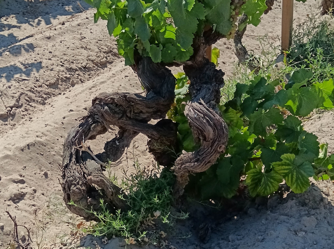 Domaine Royal de Jarras景点图片