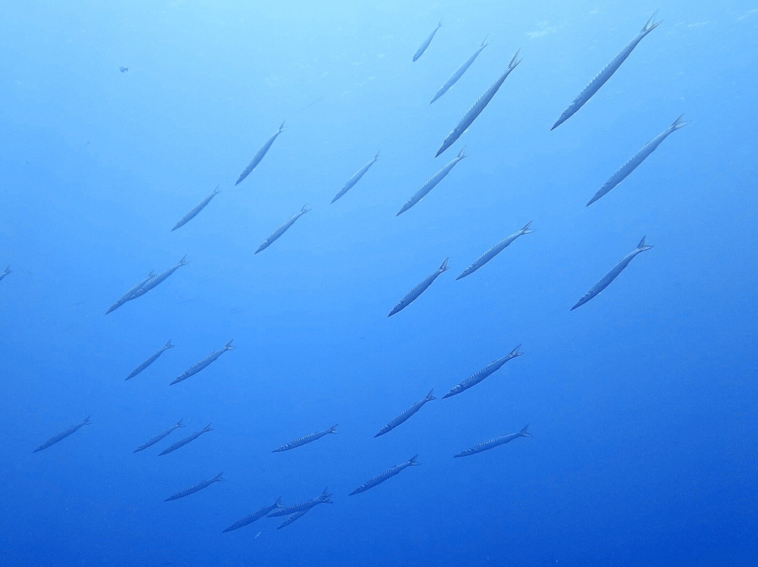 Sao Jorge Dive and Sail Center-Sao Jorge必去景点