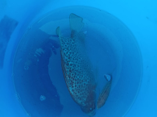 Telunas Private Island主图