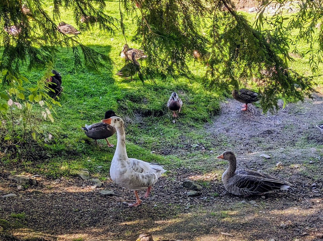 Auchingarrich Wildlife And Adventure Park景点图片