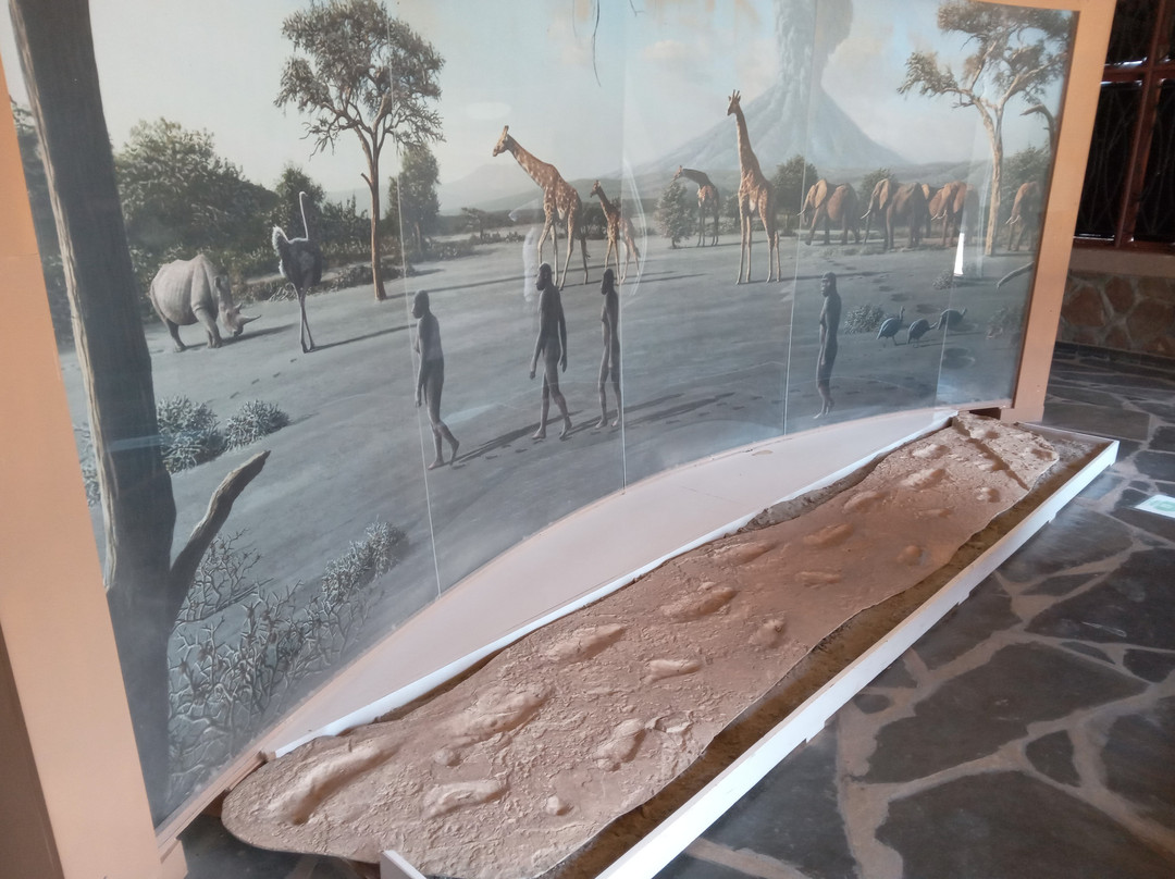 Olduvai Gorge Museum-恩戈罗恩戈罗保护区必去景点