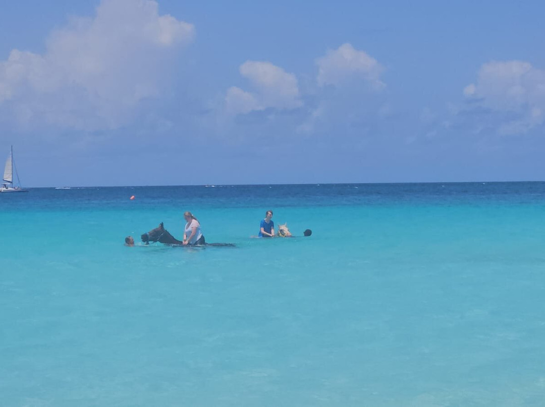 Sunflower Stables Barbados-Mangrove必去景点