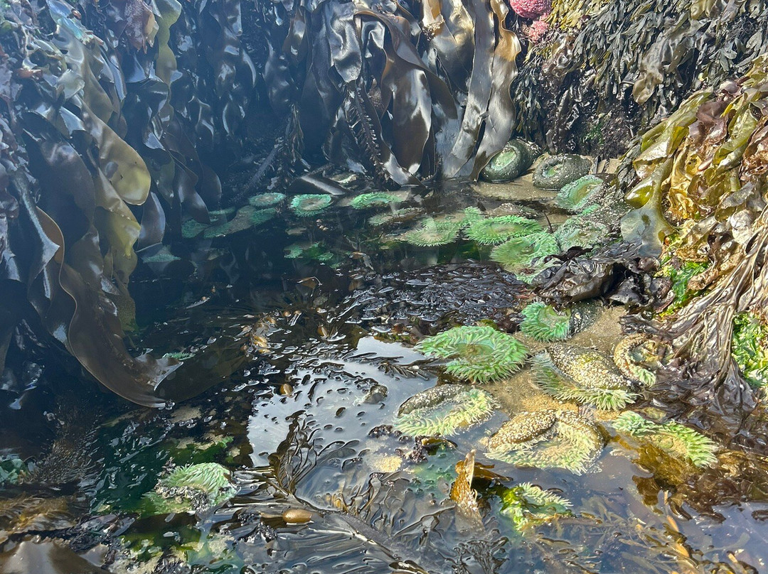 Seal Rock State Park景点图片