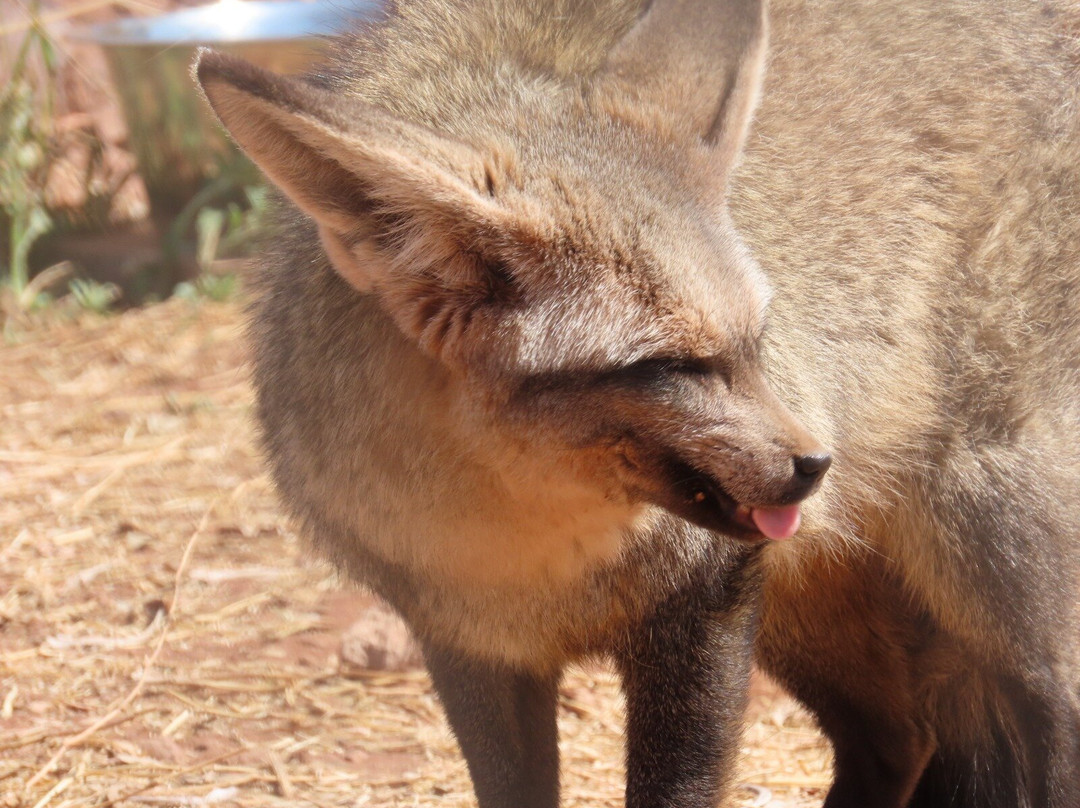 Cheetah Experience (ZA Cheetah Conservation)-贝拉贝拉必去景点
