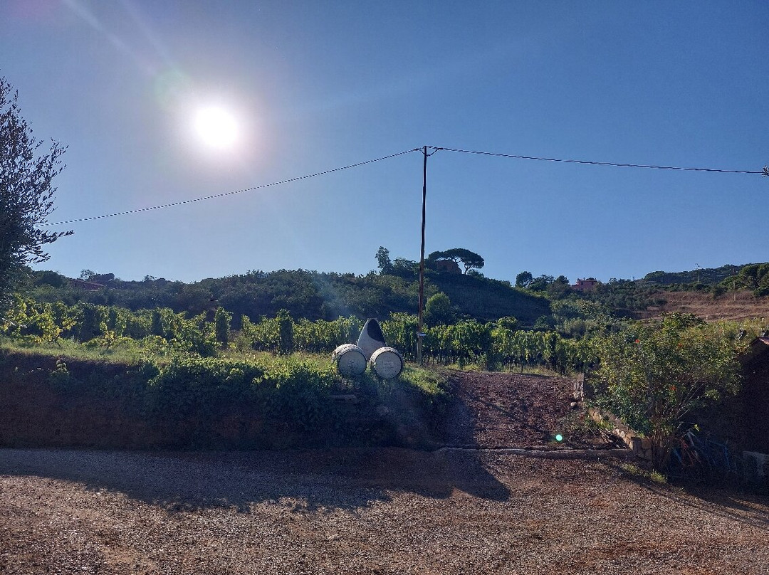Azienda Agricola Arrighi景点图片