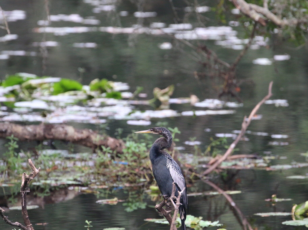 Sawgrass Lake Park-圣彼德斯堡必去景点