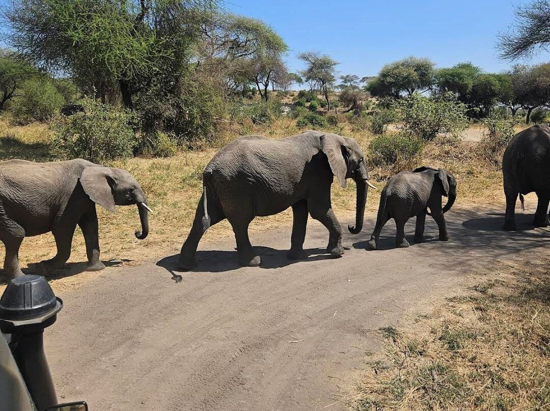 Evans Adventure Safaris-莫西必去景点