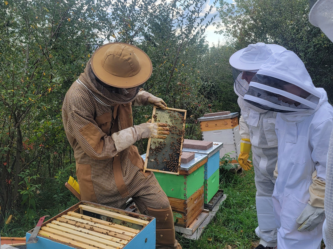 Dry Creek Beekeeping景点图片