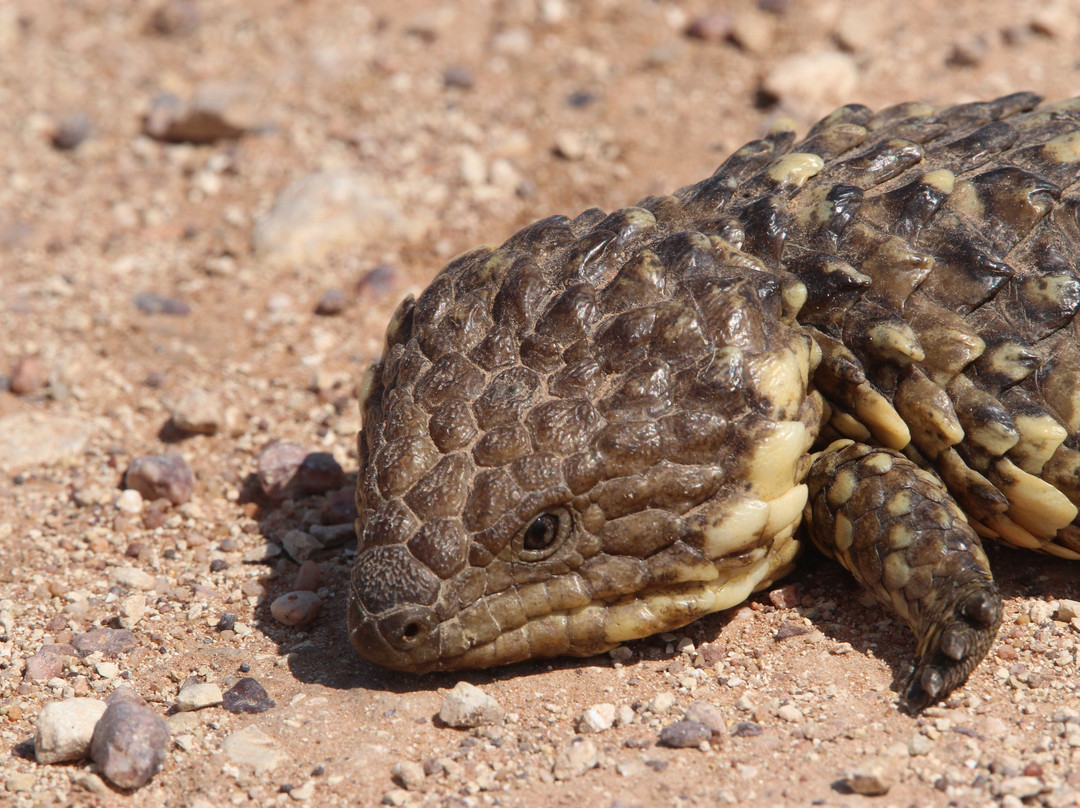 Lightning Ridge Visitor Information Centre-Lightning Ridge必去景点