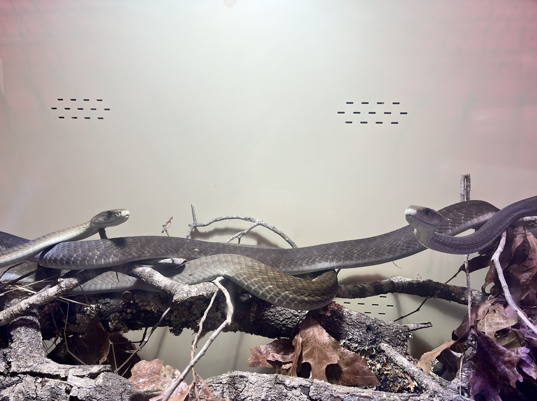 Reptile Preservation Institute-Keystone Heights必去景点