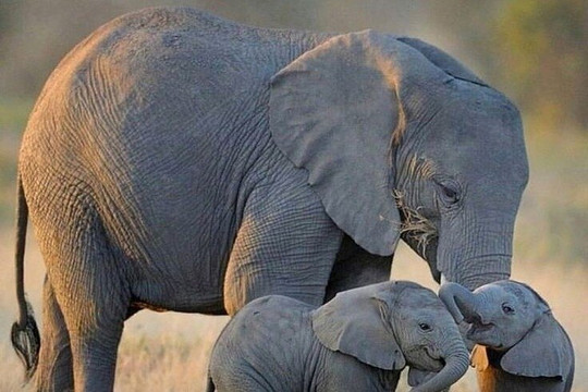 MSG Touristic Kenya-蒙巴萨必去景点