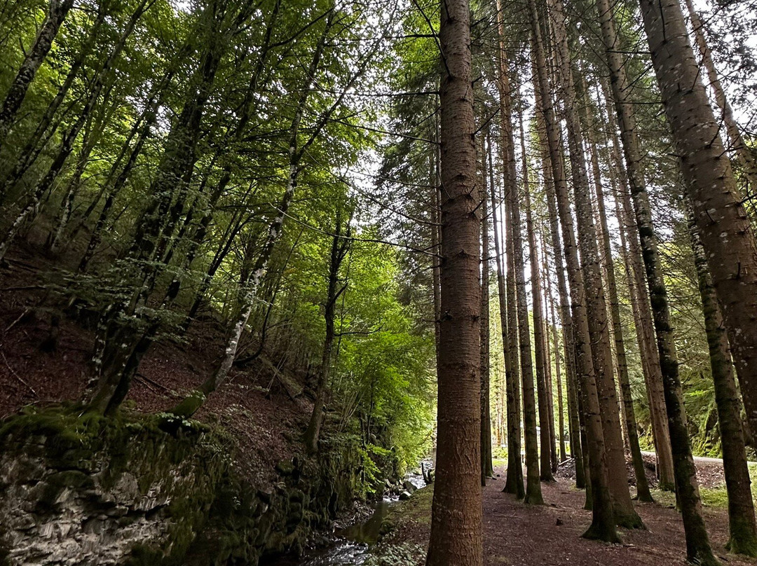 Quinto Real Forest-Eugi必去景点