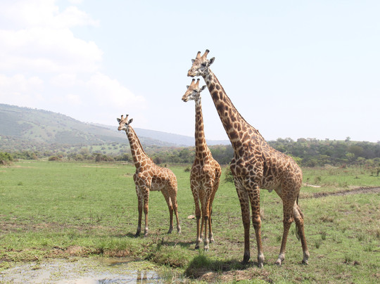 Hope Tours Africa-吉佳利必去景点