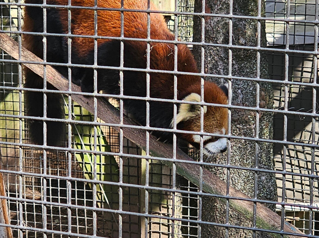 NEW Zoo & Adventure Park-格林贝必去景点