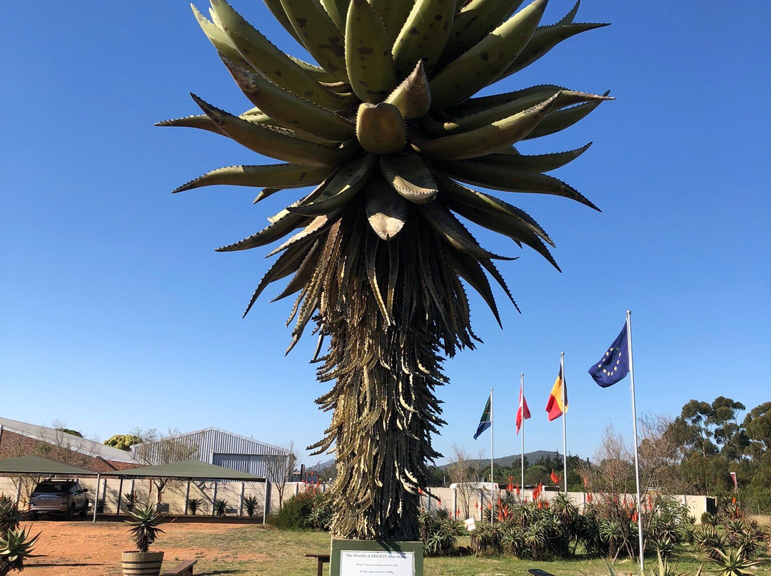 Alcare Aloe-阿尔贝蒂娜必去景点