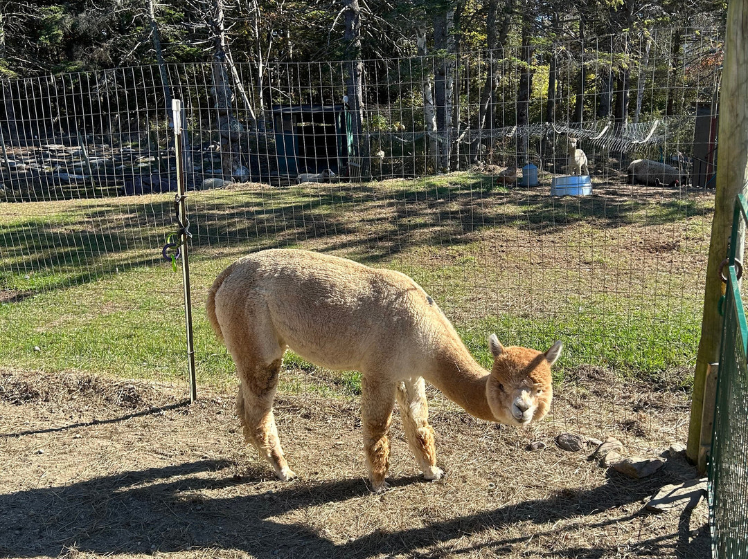 Cape Newagen Alpaca Farm景点图片