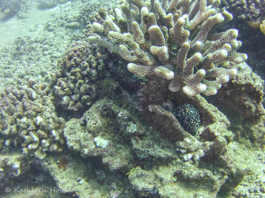 Seasport Divers-可洛亚必去景点