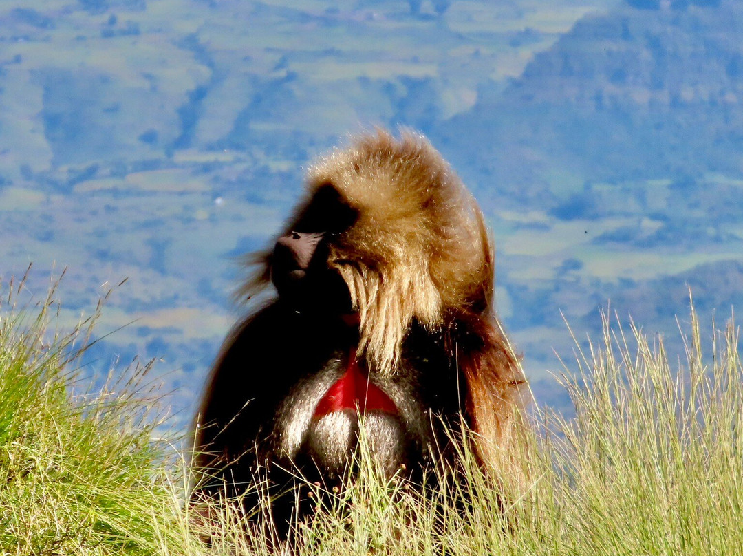 Simien Ethiopia Trekking by TAZ景点图片