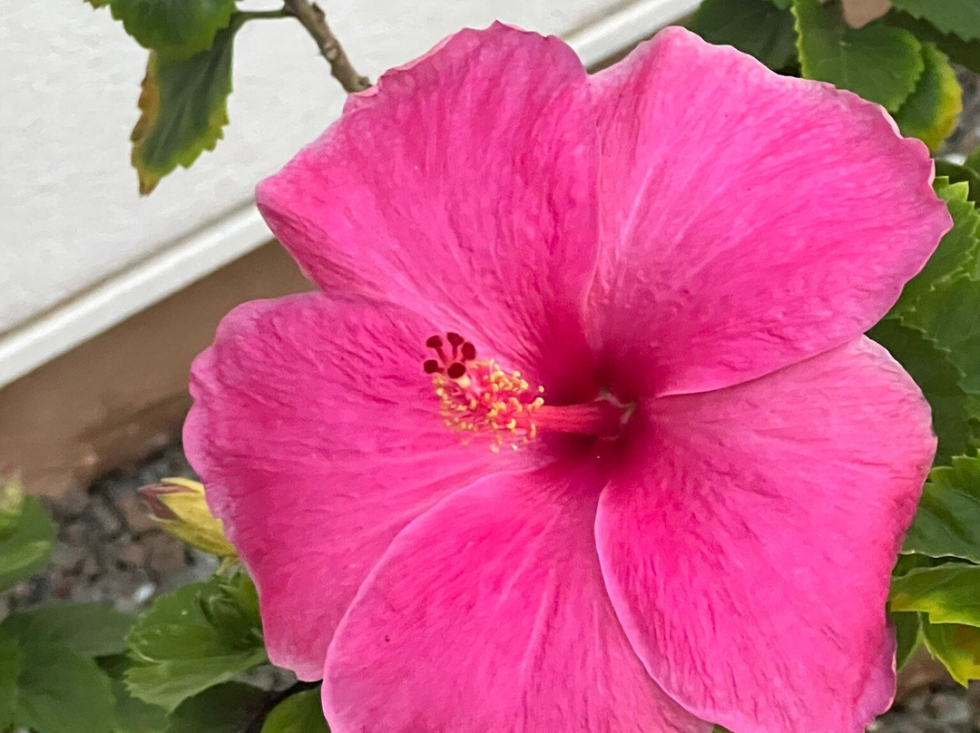 Shaka Guide: Maui Audio Tours-毛伊岛必去景点