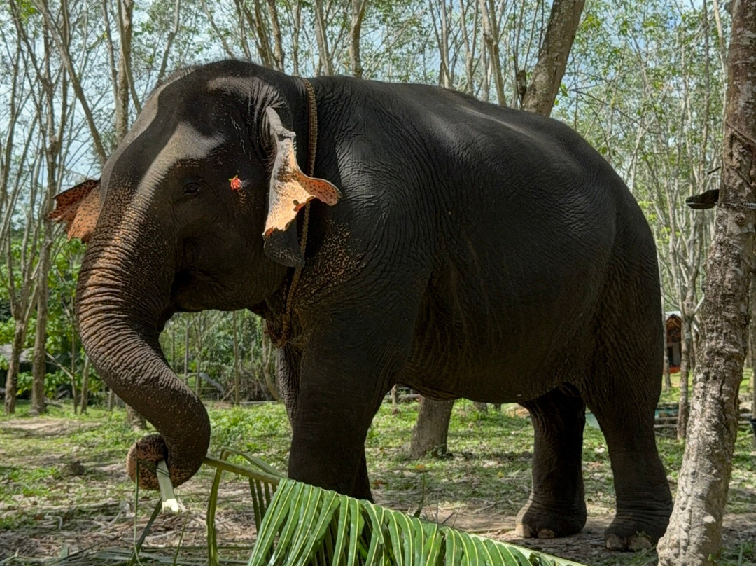 Koh Yao Elephant Care & House景点图片