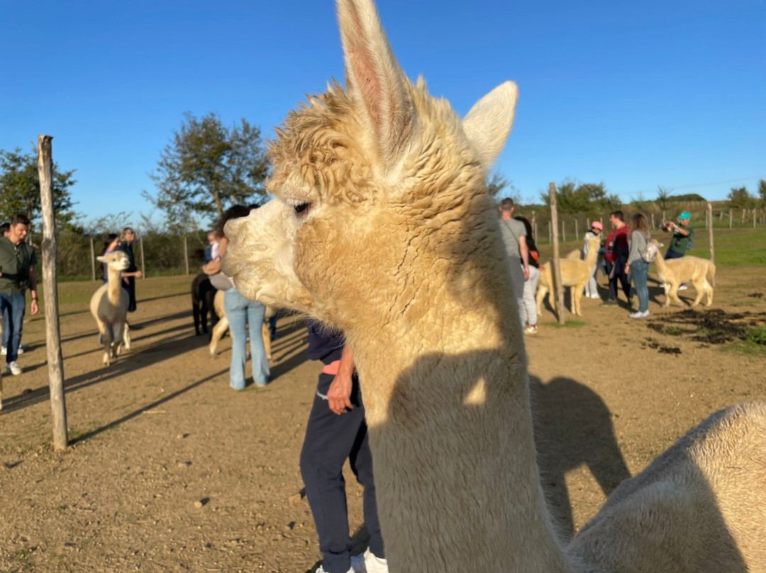 Albus Alpacas景点图片