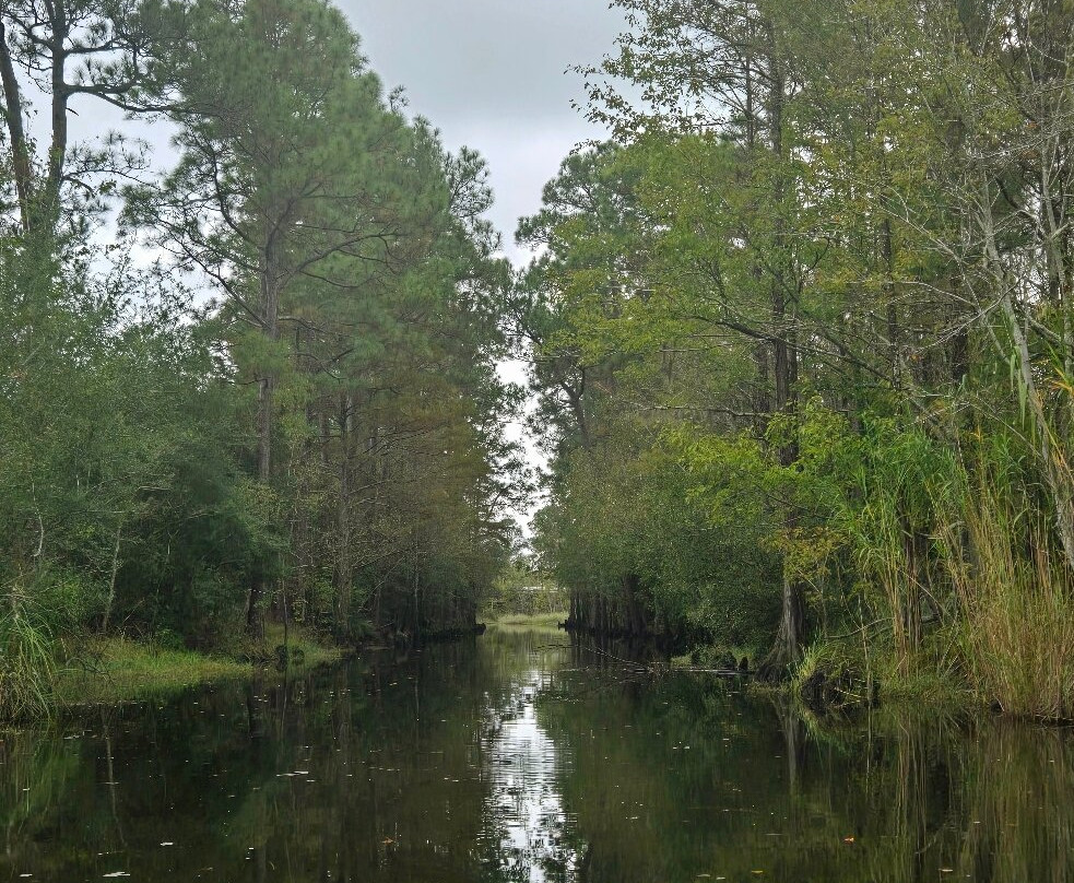 Gulf Coast Gator Ranch & Airboat Swamp Tours景点图片