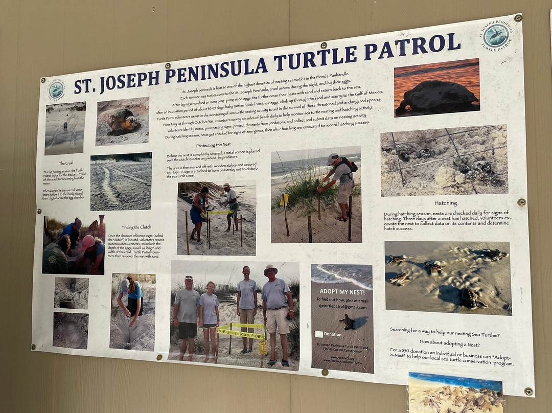 Forgotten Coast Sea Turtle Center景点图片
