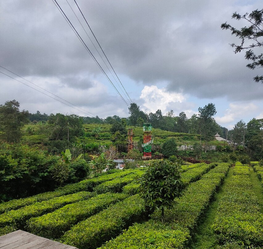 Agrowisata GUNUNG MAS Kebun Teh Walini-本哲必去景点
