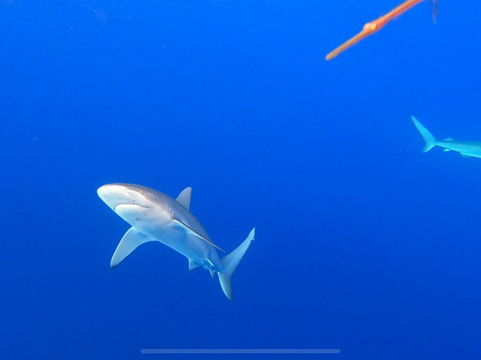 Haleiwa Shark Tours-哈雷瓦必去景点