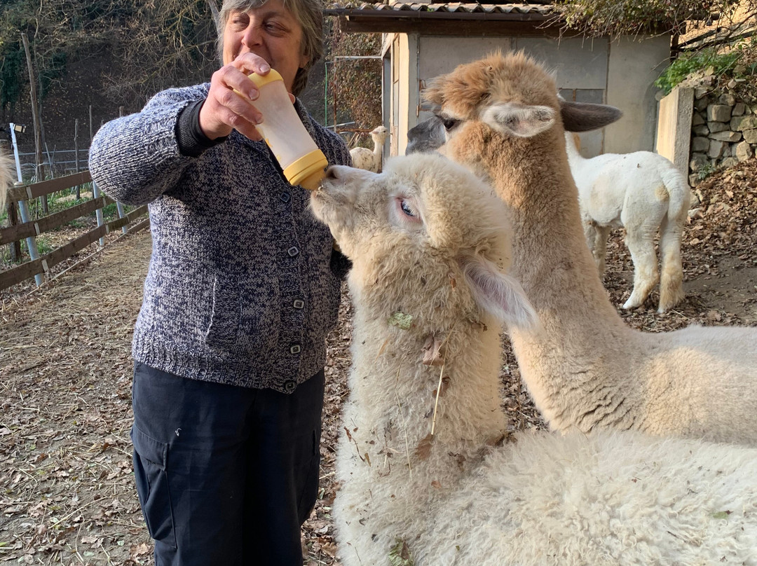 Azienda Agricola La Casetta - Kainua Allevamento Alpaca景点图片