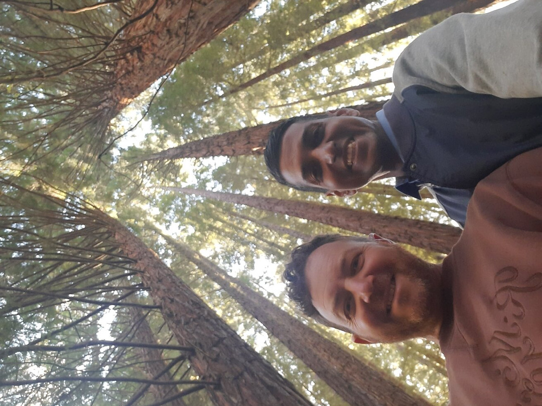 Redwood Forest-华伯登必去景点