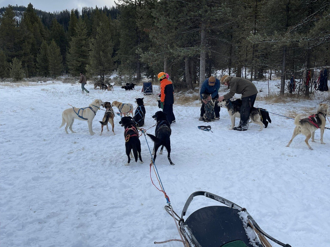 Yellowstone Dog Sled Adventures-西黄石镇必去景点