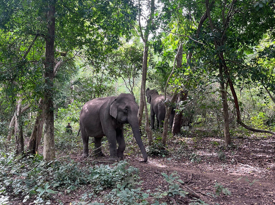 Yok Don National Park-Ea Huar必去景点