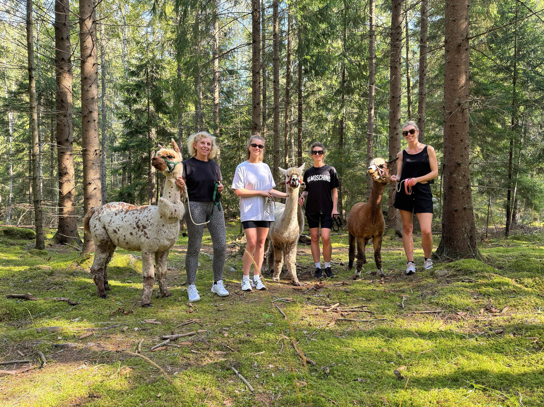 Far from standard alpaca