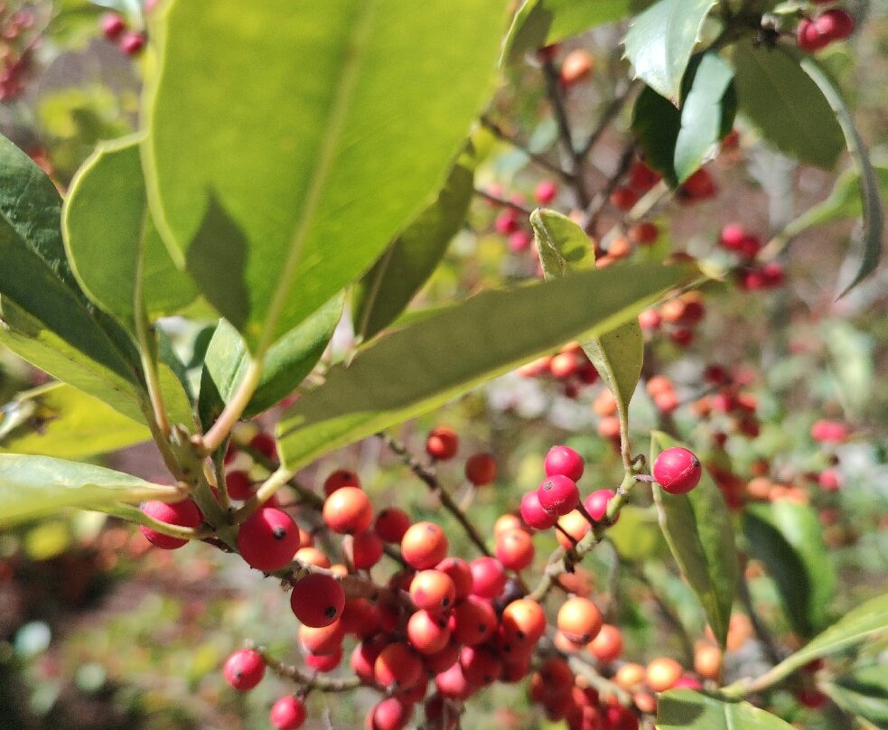 Farmers Branch Historical Park-Farmers Branch必去景点