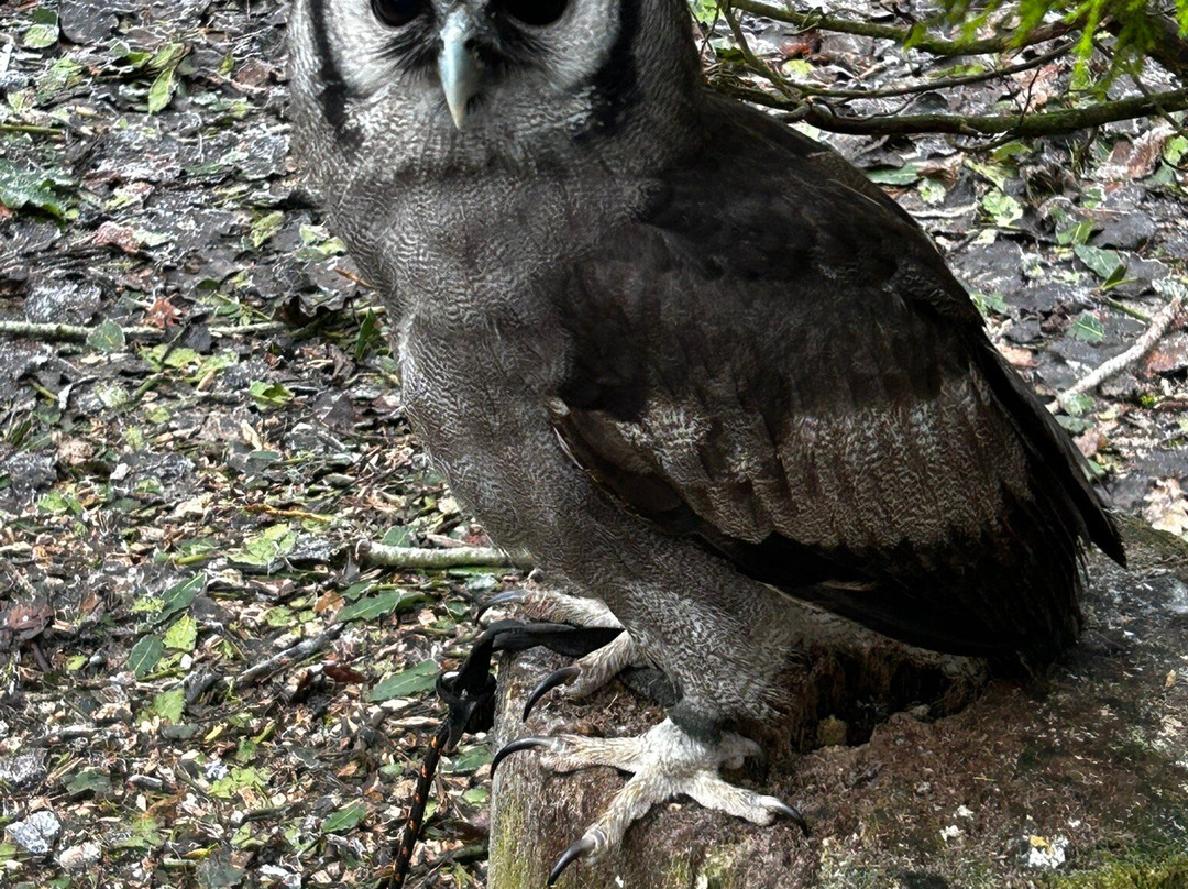The Rutland Falconry and Owl Centre-Exton必去景点